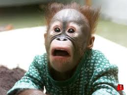 Monkey Shocked