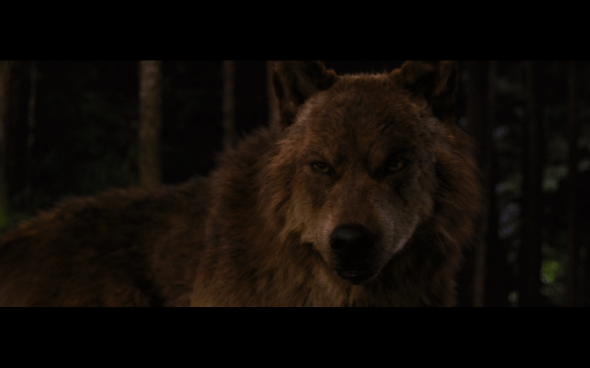 The Twilight Saga Breaking Dawn Part 1 - 1244