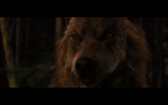 The Twilight Saga Breaking Dawn Part 1 - 1246