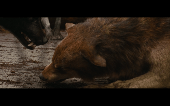 The Twilight Saga Breaking Dawn Part 1 - 799